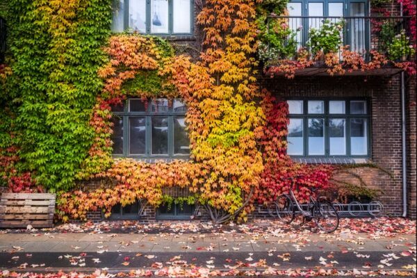 A building with many leaves on it